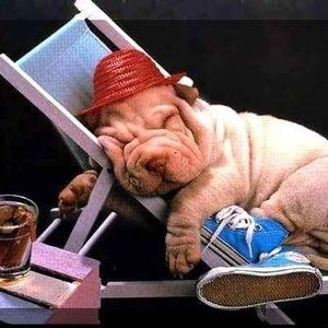 Meet your Posher, Joy